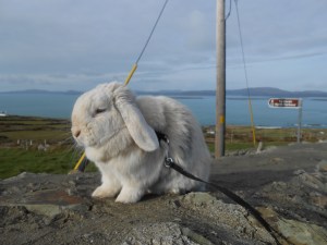 grumpy bun on ancient wall....