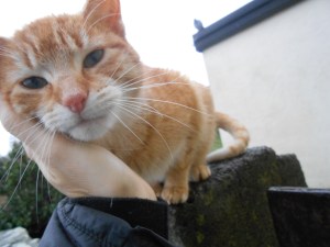 miss rosa the well-fed-on-goat's-milk-kitty