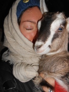 baby goat.  'nuff said.