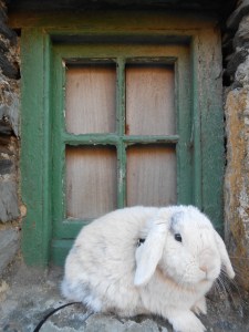 small window; big bunny 