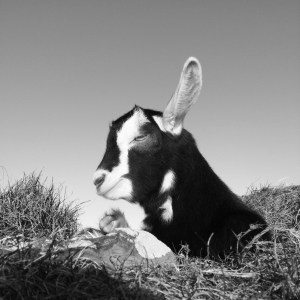 my beloved euki having a sunshine snoozle...